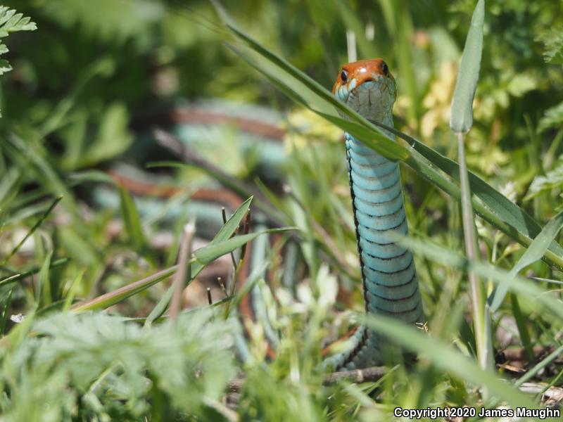 San Francisco Gartersnake (Thamnophis sirtalis tetrataenia)