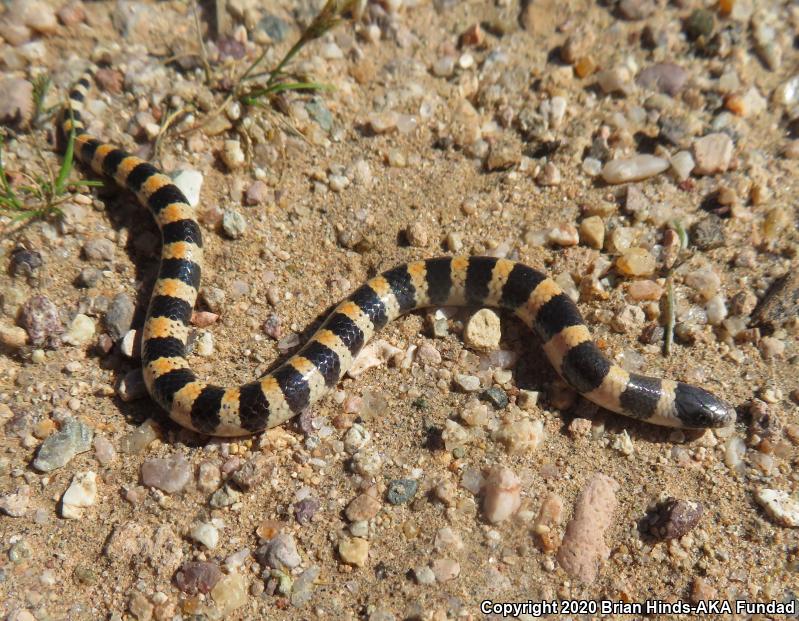 Variable Sandsnake (Chilomeniscus stramineus)