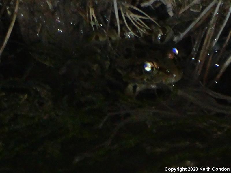 Rio Grande Leopard Frog (Lithobates berlandieri)