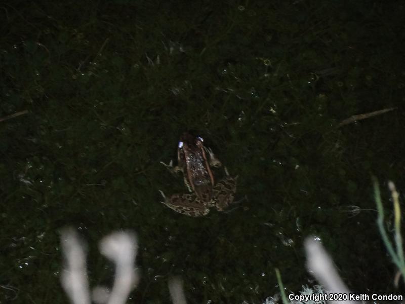 Rio Grande Leopard Frog (Lithobates berlandieri)