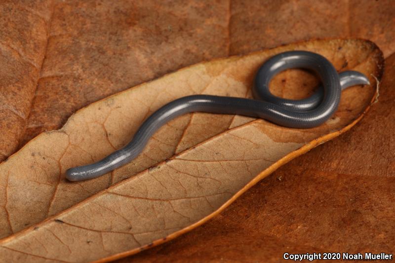 Brahminy Blindsnake (Ramphotyphlops braminus)