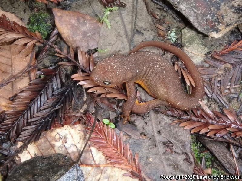 Coast Range Newt (Taricha torosa torosa)