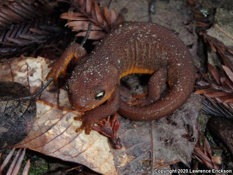 Coast Range Newt (Taricha torosa torosa)