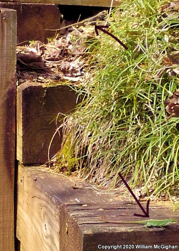 Eastern Fence Lizard (Sceloporus undulatus)