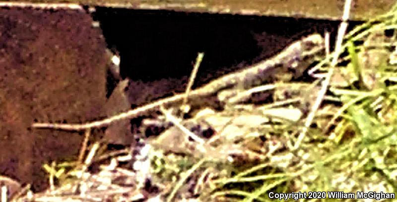 Eastern Fence Lizard (Sceloporus undulatus)