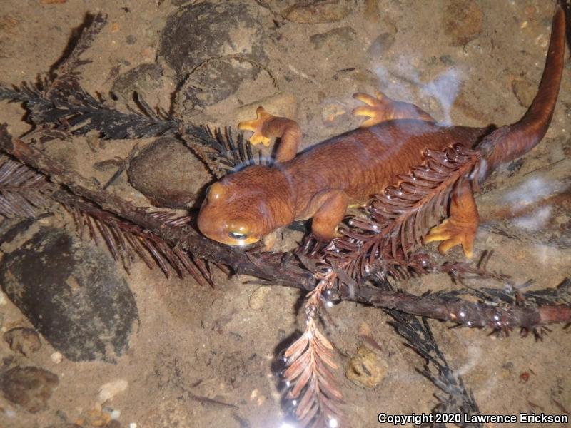 Coast Range Newt (Taricha torosa torosa)