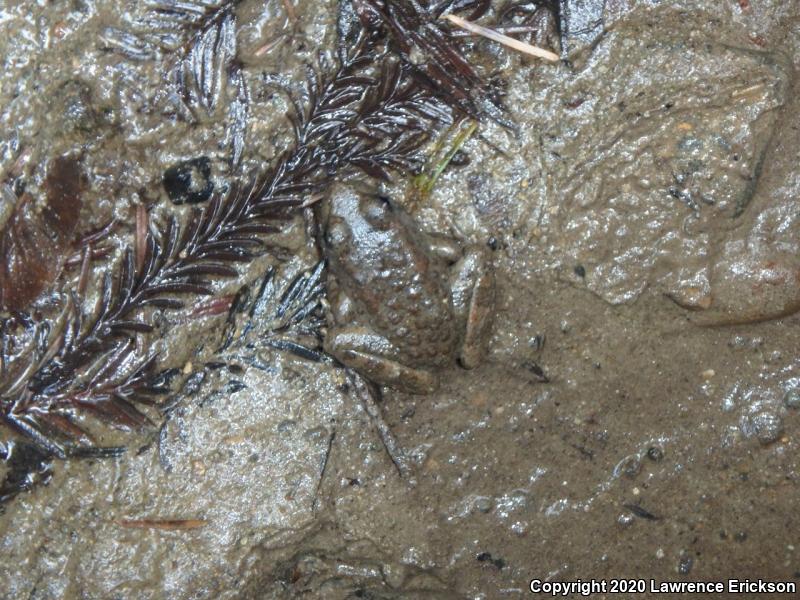 Foothill Yellow-legged Frog (Rana boylii)