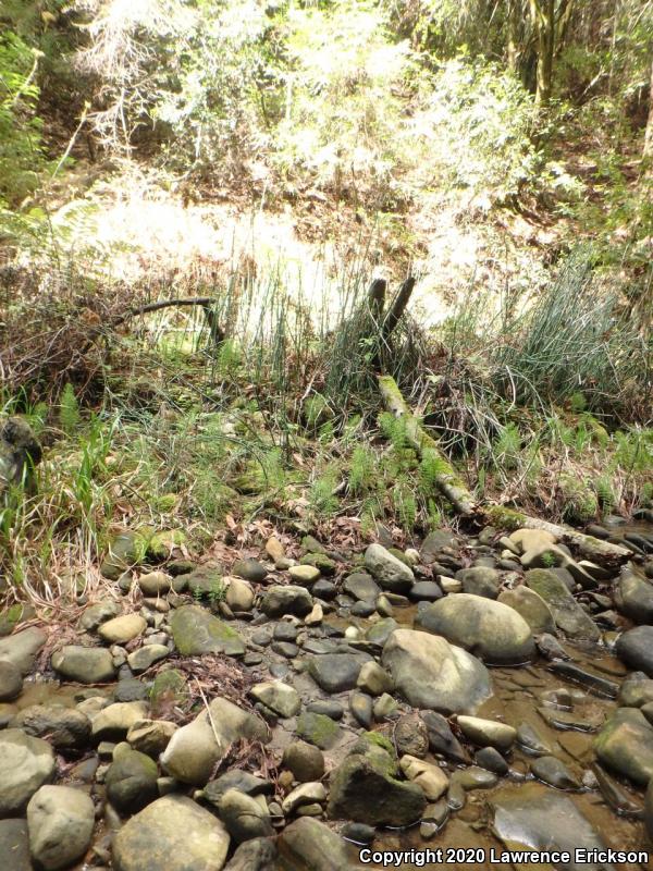 Foothill Yellow-legged Frog (Rana boylii)