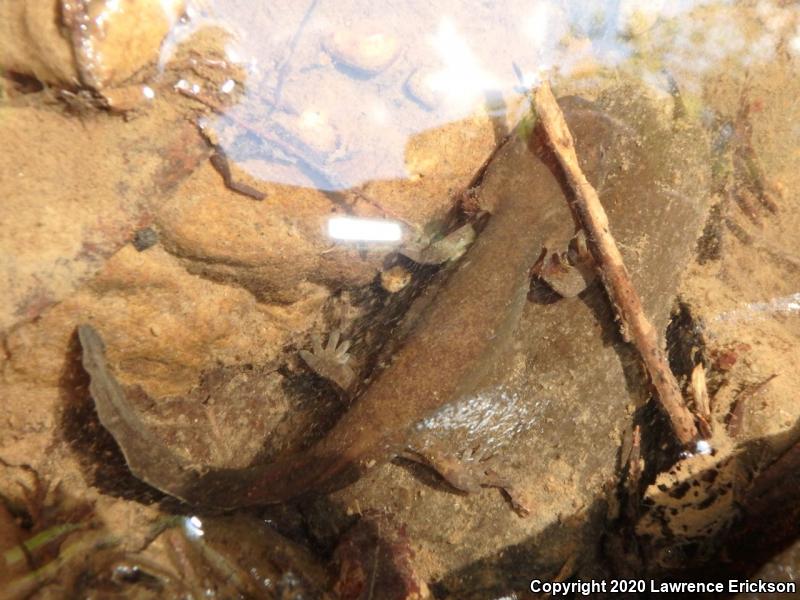 California Giant Salamander (Dicamptodon ensatus)