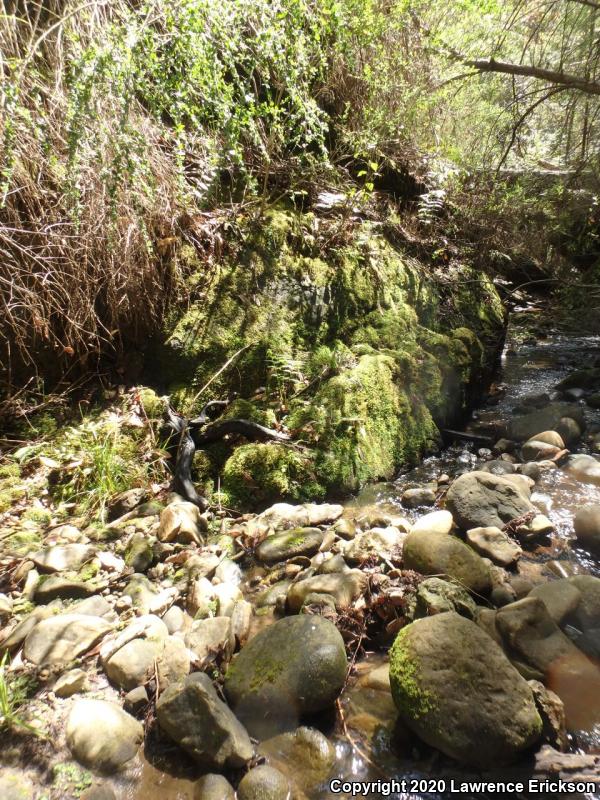 California Giant Salamander (Dicamptodon ensatus)