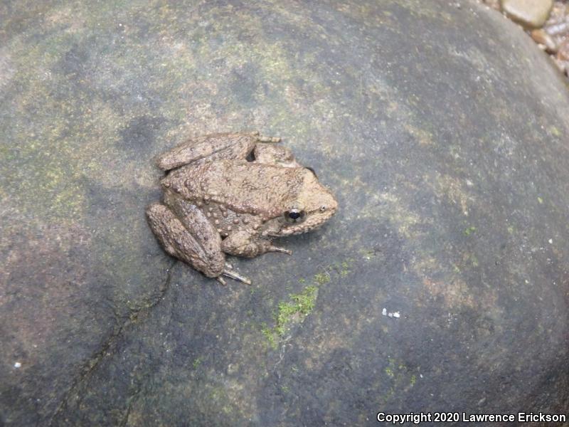 Foothill Yellow-legged Frog (Rana boylii)