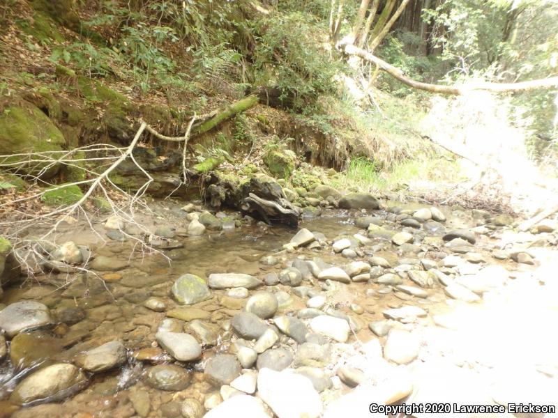 Foothill Yellow-legged Frog (Rana boylii)