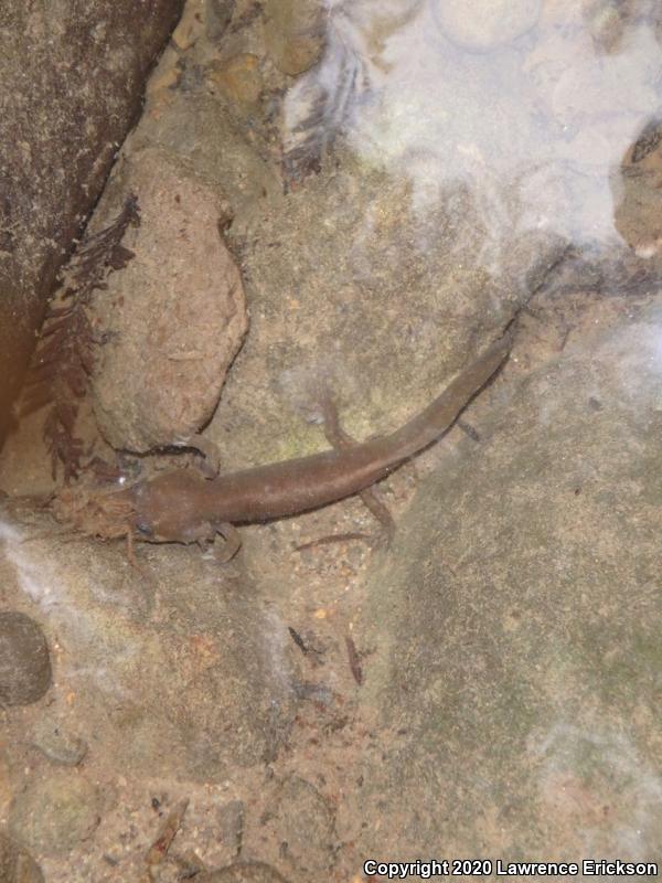 California Giant Salamander (Dicamptodon ensatus)