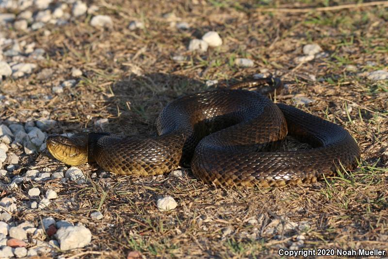 Florida Green Watersnake (Nerodia floridana)