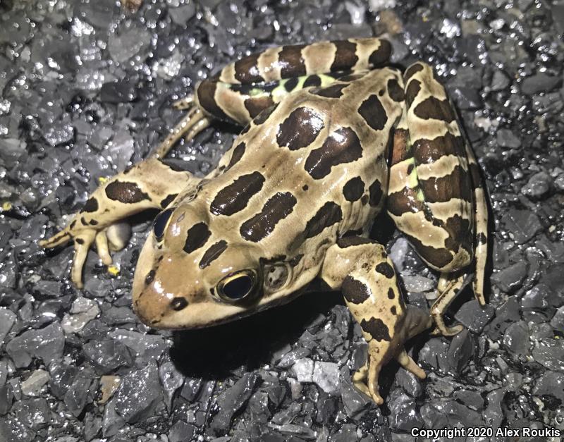 Northern Leopard Frog (Lithobates pipiens)