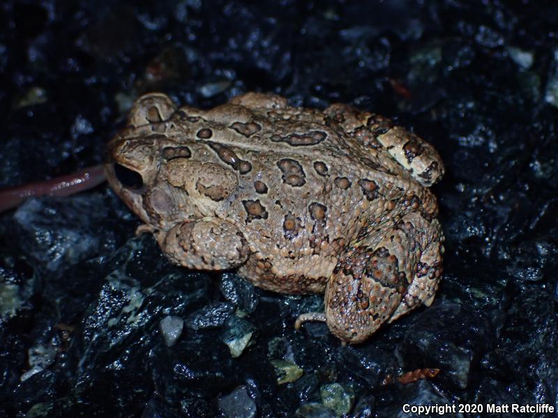 Fowler's Toad (Anaxyrus fowleri)