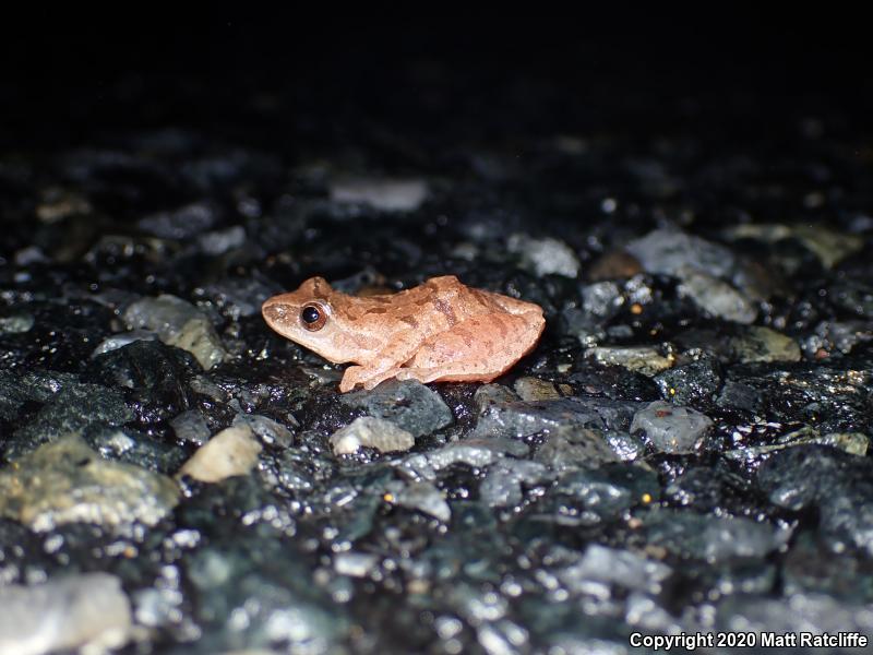 Spring Peeper (Pseudacris crucifer)