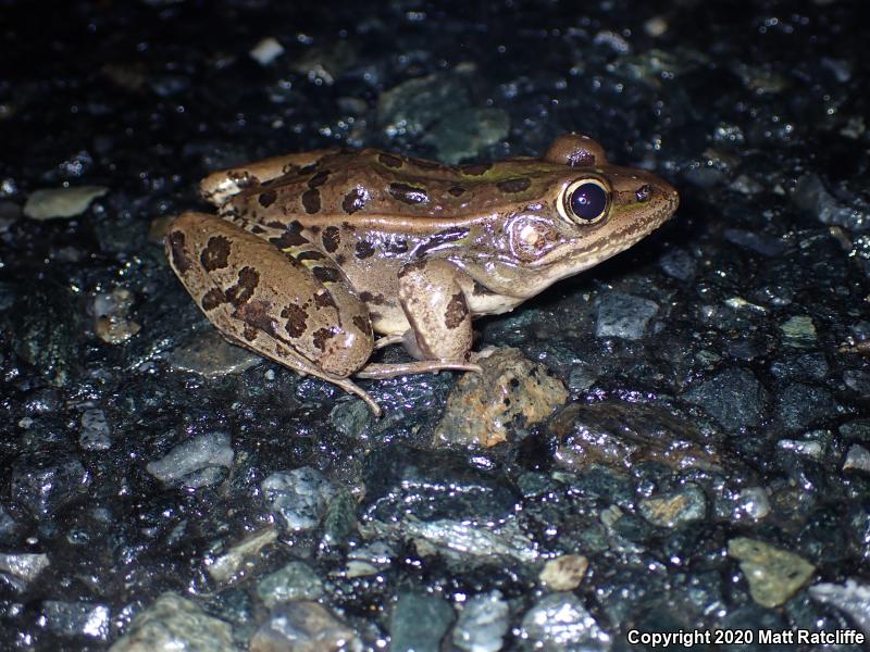 Southern Leopard Frog (Lithobates sphenocephalus utricularius)