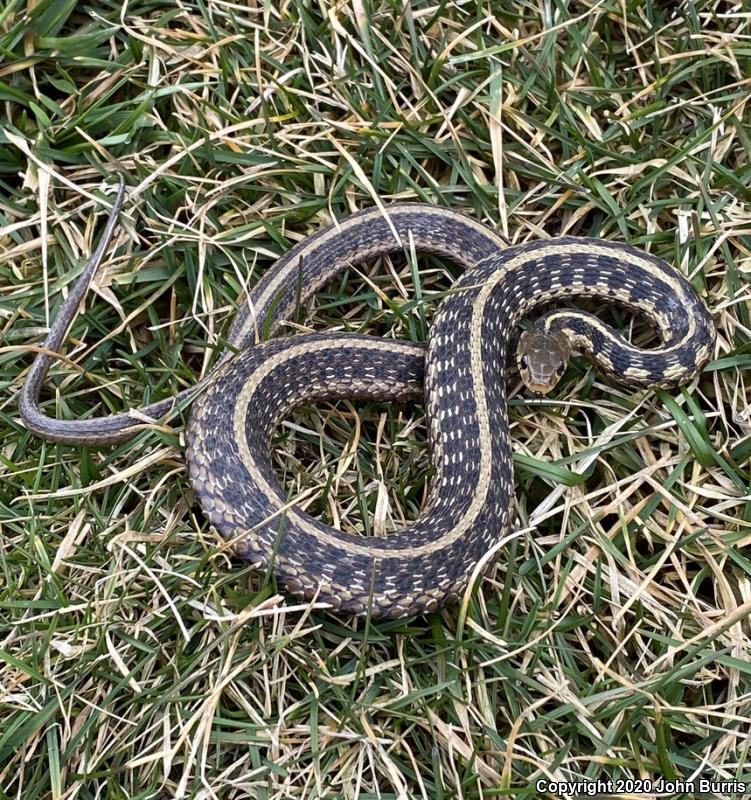 Chicago Gartersnake (Thamnophis sirtalis semifasciatus)