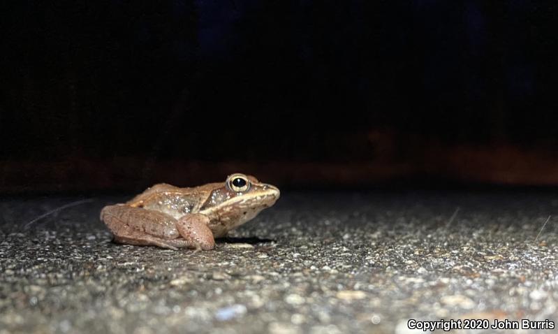 Wood Frog (Lithobates sylvaticus)