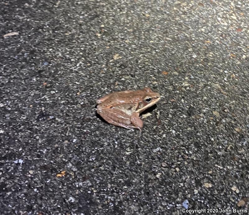 Wood Frog (Lithobates sylvaticus)