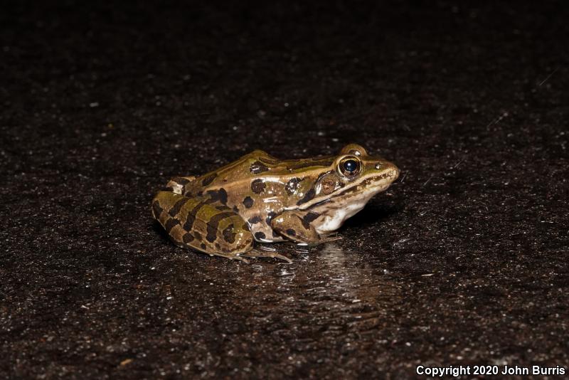 Northern Leopard Frog (Lithobates pipiens)