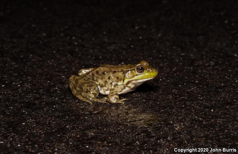 Northern Green Frog (Lithobates clamitans melanota)