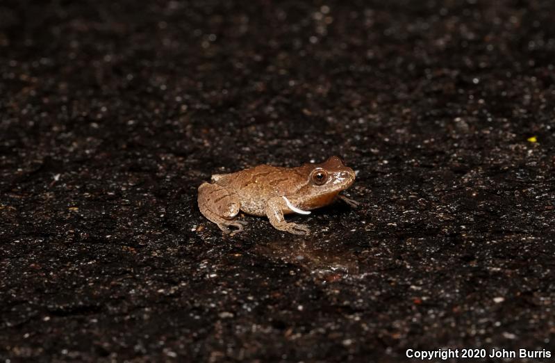 Spring Peeper (Pseudacris crucifer)