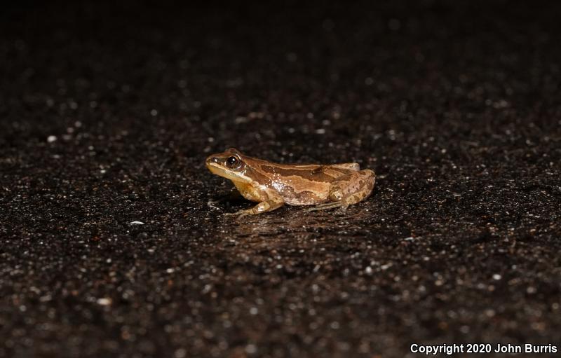 Boreal Chorus Frog (Pseudacris maculata)