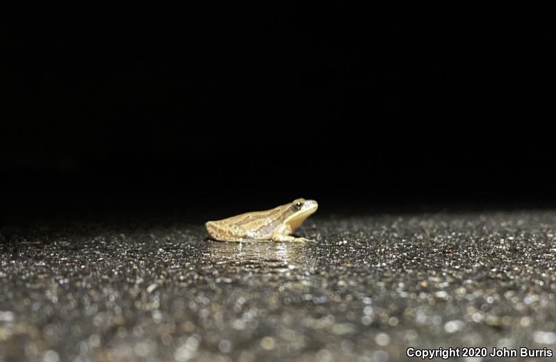 Boreal Chorus Frog (Pseudacris maculata)