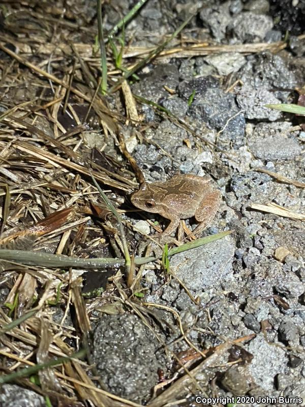 Spring Peeper (Pseudacris crucifer)