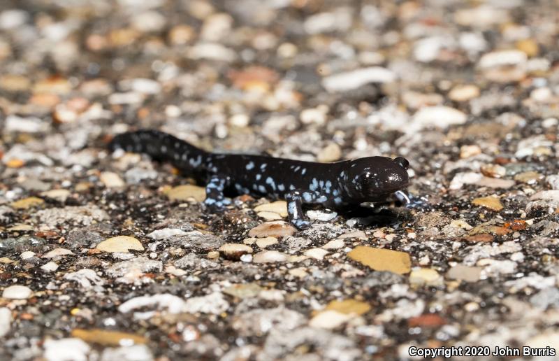 Blue-spotted Salamander (Ambystoma laterale)