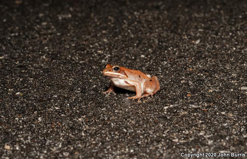 Wood Frog (Lithobates sylvaticus)