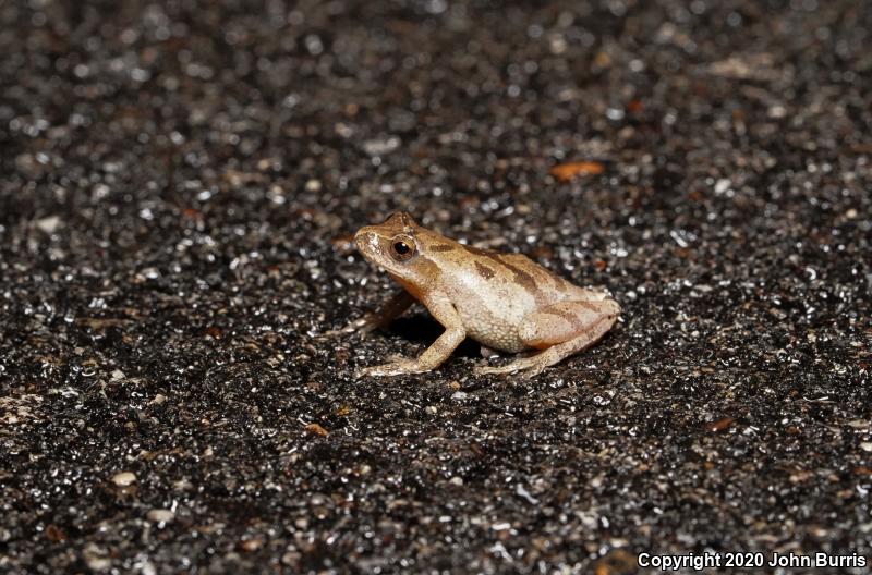 Spring Peeper (Pseudacris crucifer)