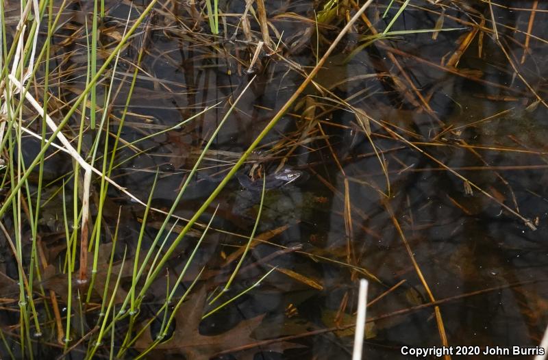 Wood Frog (Lithobates sylvaticus)