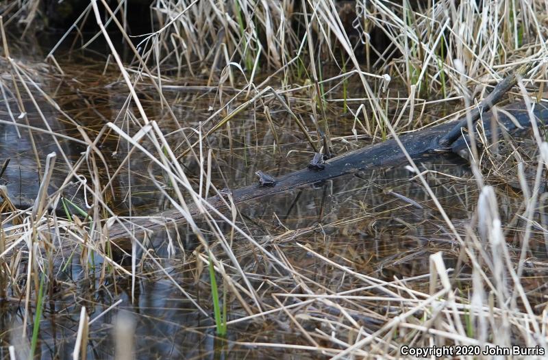 Wood Frog (Lithobates sylvaticus)