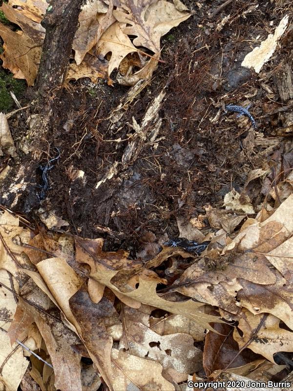 Blue-spotted Salamander (Ambystoma laterale)