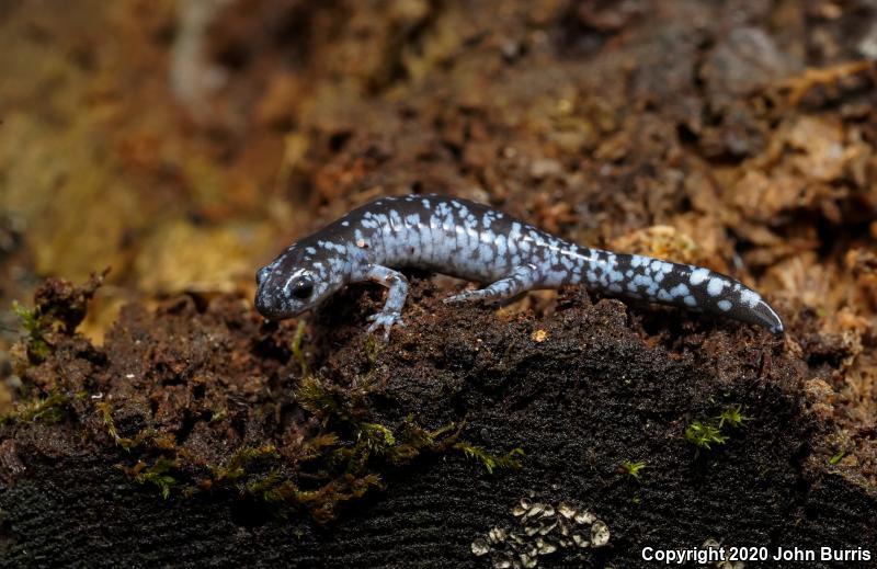 Blue-spotted Salamander (Ambystoma laterale)