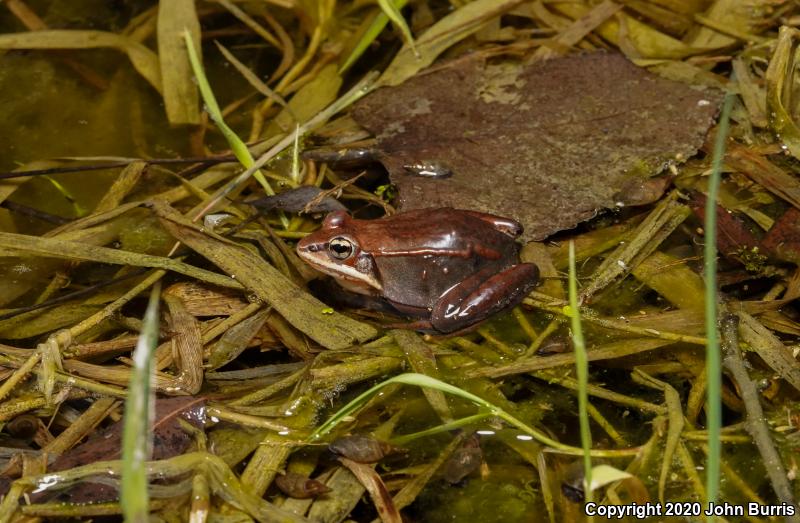 Wood Frog (Lithobates sylvaticus)