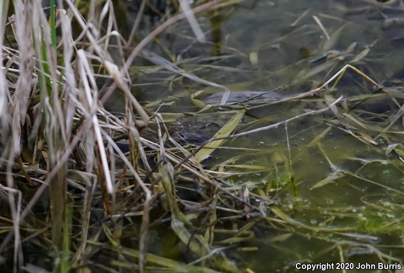 Boreal Chorus Frog (Pseudacris maculata)