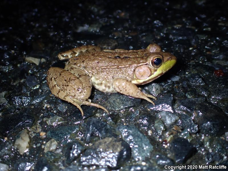 Northern Green Frog (Lithobates clamitans melanota)