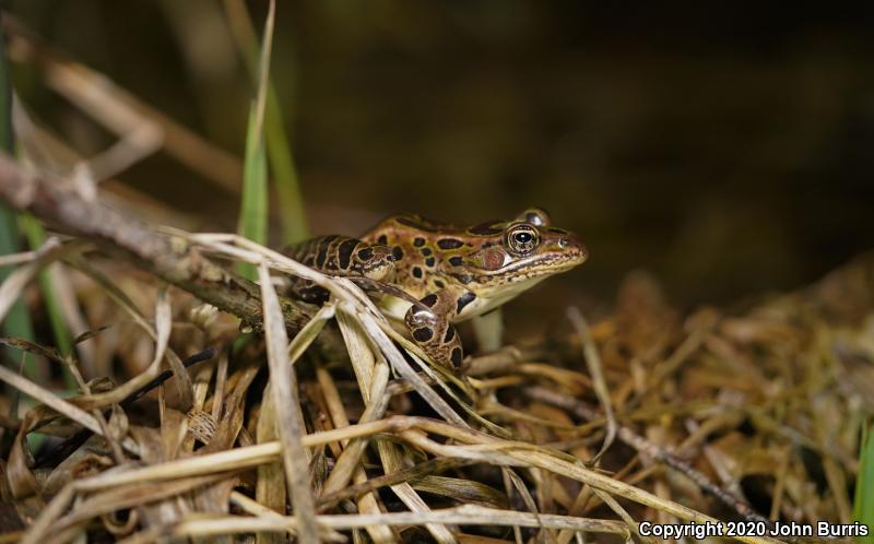 Northern Leopard Frog (Lithobates pipiens)