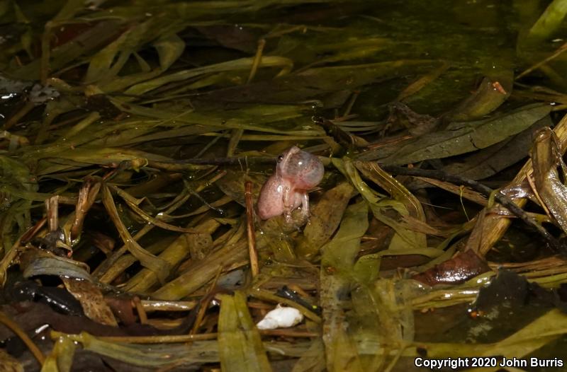 Spring Peeper (Pseudacris crucifer)