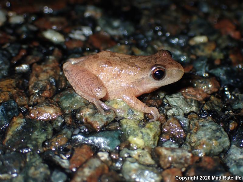 Spring Peeper (Pseudacris crucifer)