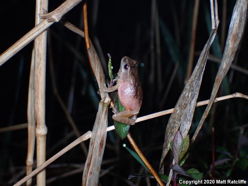 Spring Peeper (Pseudacris crucifer)