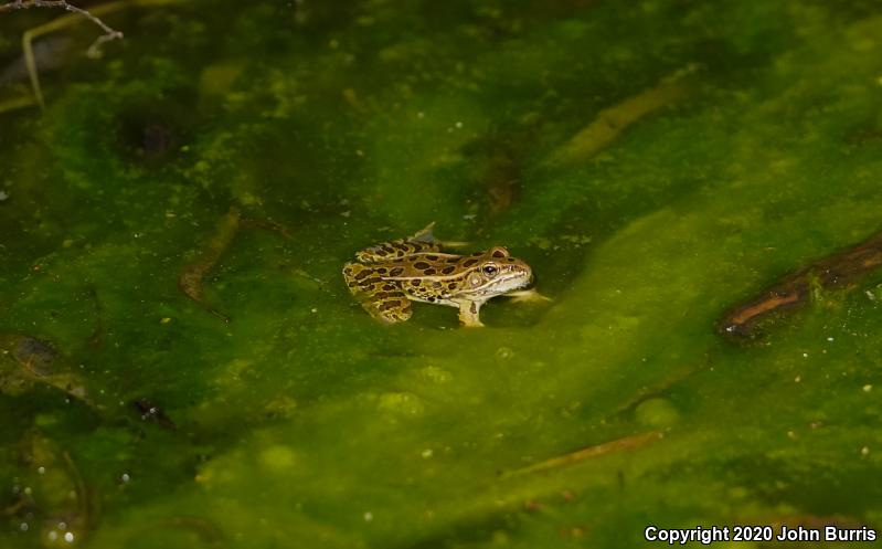 Northern Leopard Frog (Lithobates pipiens)