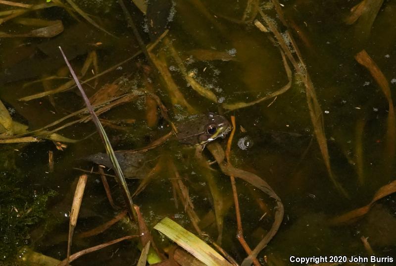 Northern Green Frog (Lithobates clamitans melanota)