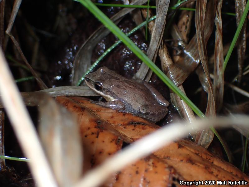 New Jersey Chorus Frog (Pseudacris kalmi)