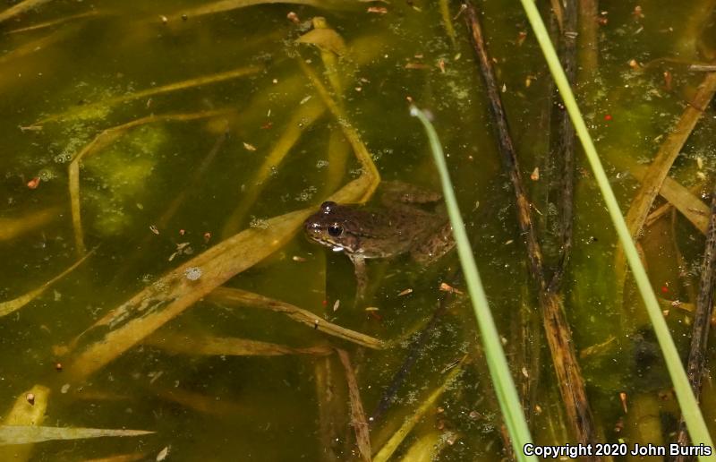 Northern Green Frog (Lithobates clamitans melanota)