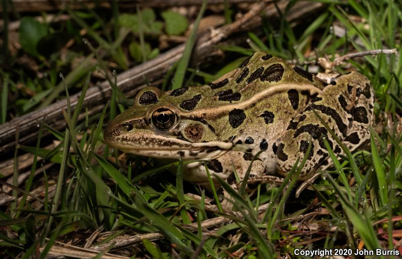 Northern Leopard Frog (Lithobates pipiens)